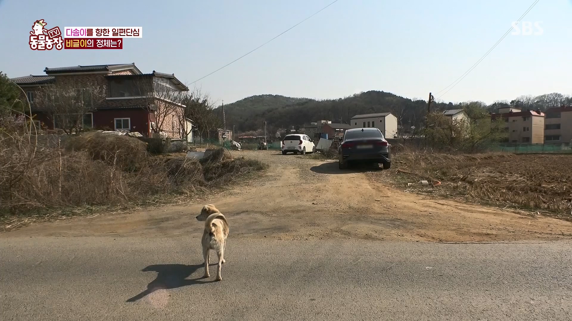 TV 동물농장.E1119.230507p.H264-F1RST.mp4_20230507_135903.025.jpg