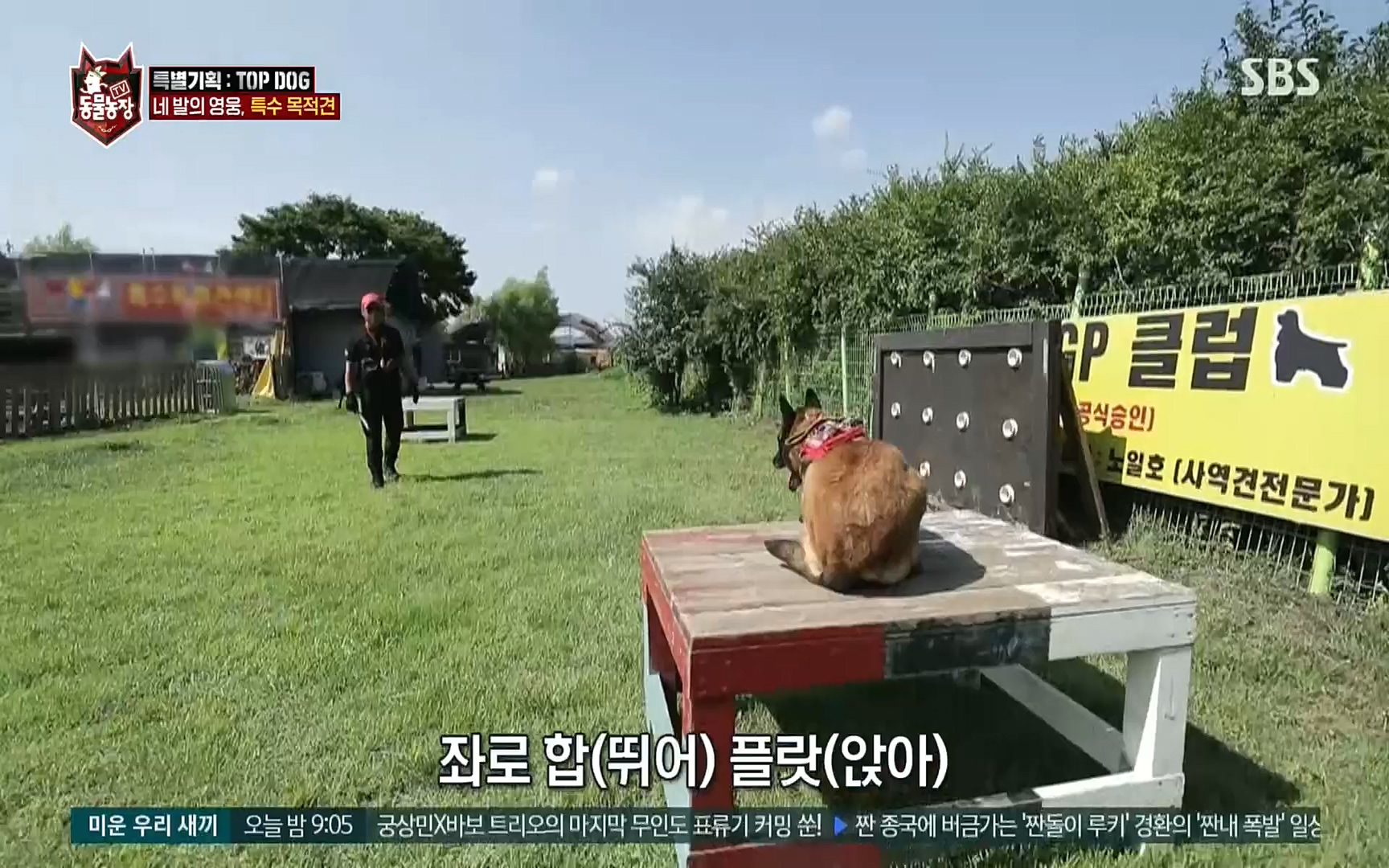 TV 동물농장.E1086.220911p.H264-F1RST.mp4_20220911_175425.262.jpg