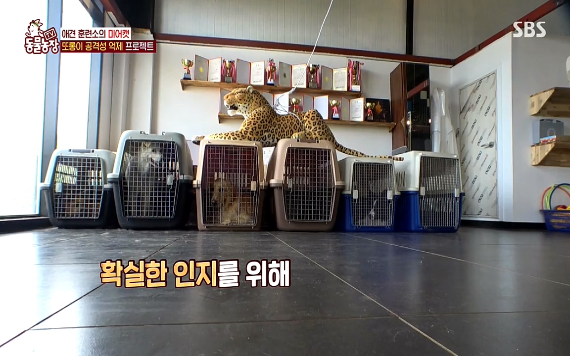 TV 동물농장.E1079.220725p-NEXT.mp4_20220724_151948.117.jpg