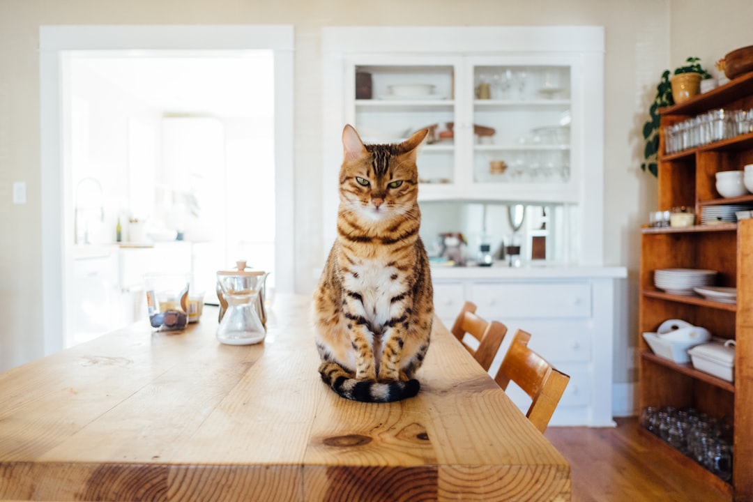 Cat food