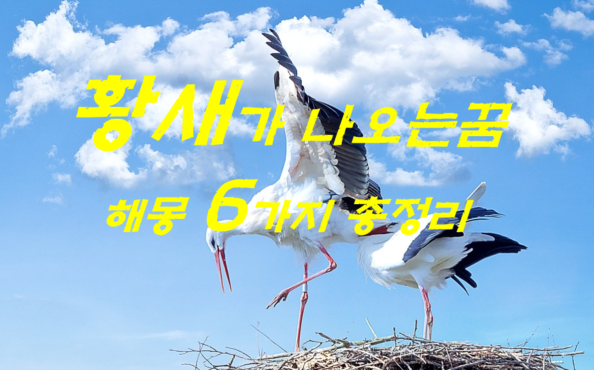  황새꿈 해몽 6가지 총정리