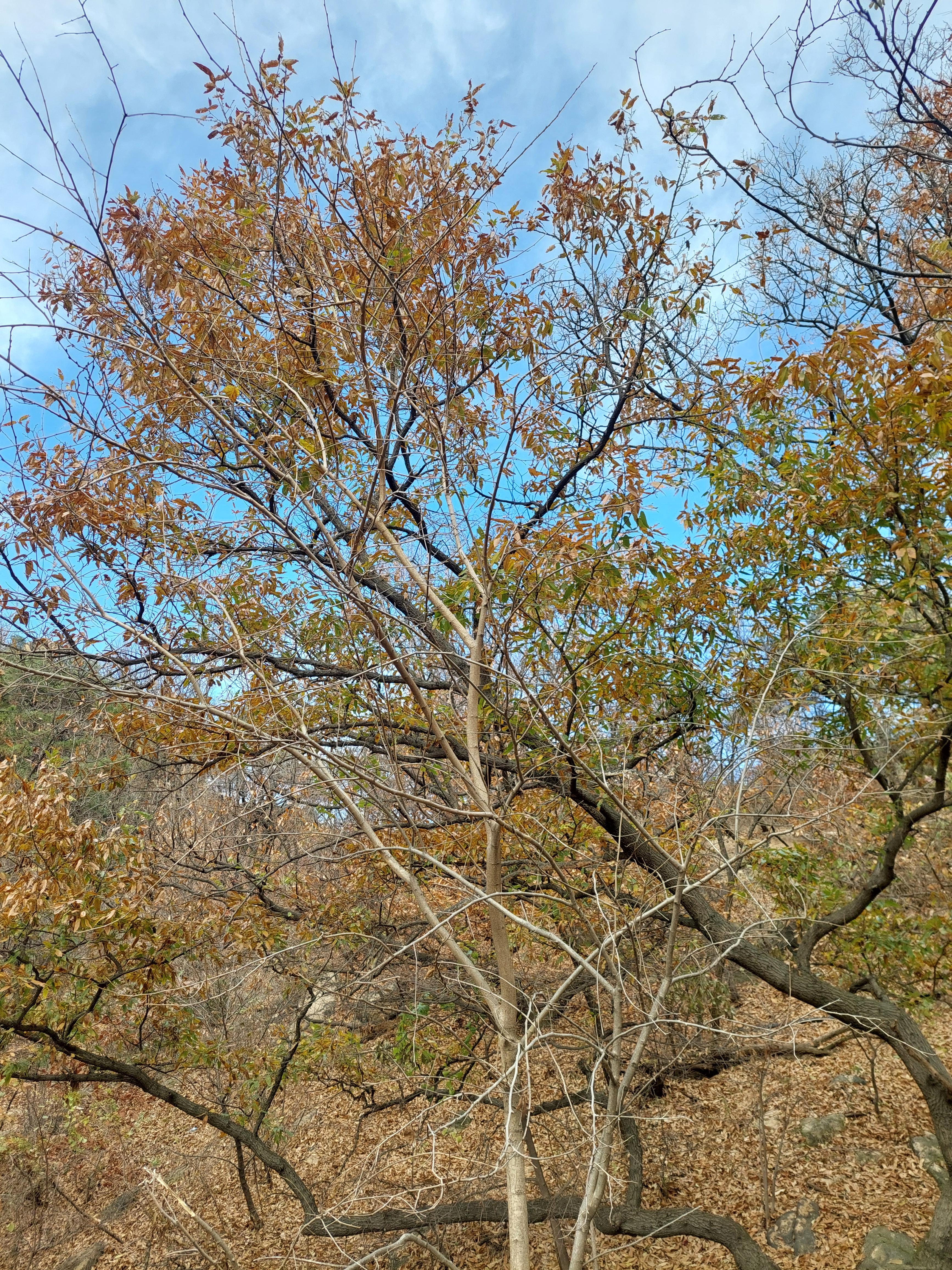 안산