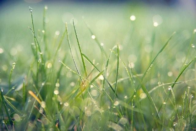 비에 젖은 잔디