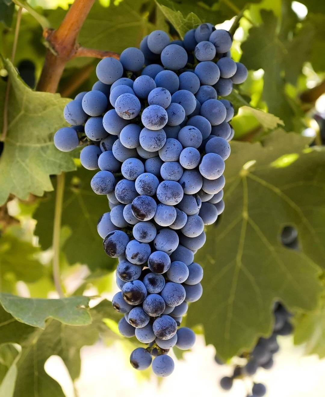 Cabernet Sauvignon grape