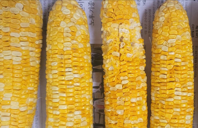 '농가 살리기' 초당옥수수, 열어보니 품질 불량.. 충주시 "환불 처리"
