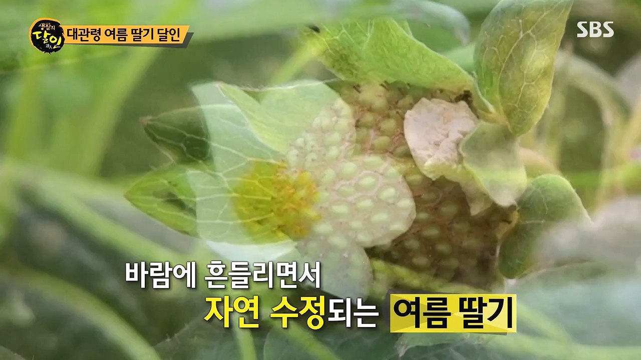 생활의 달인.E941.240625p-NEXT.mp4_20240625_211153.317.jpg