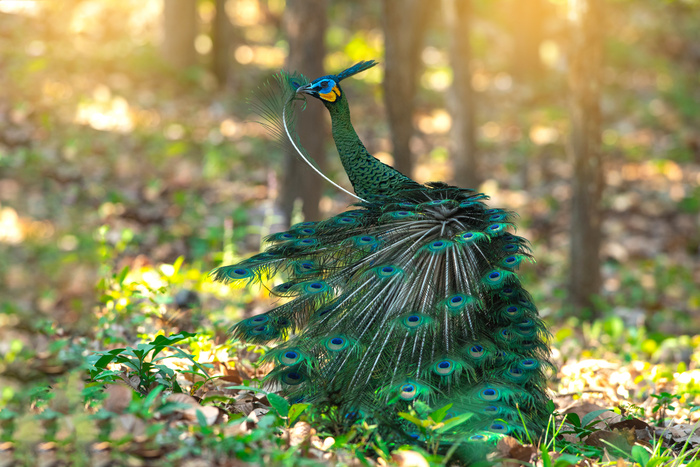 공작새 peacock