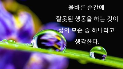 나뭇잎에 맺혀 있는 물방울 두 개