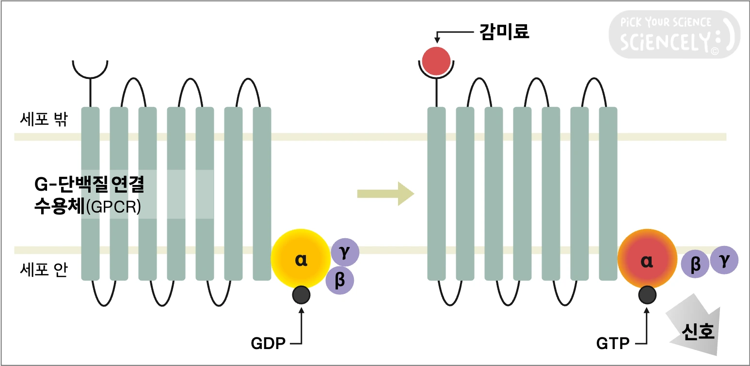 감미 뇌섬엽 미각피질 혀 미각세포 미뢰 단맛수용체 G단백질연결수용체 GDP GTP 구아노신 인산 결합 감미료 대체당 단맛