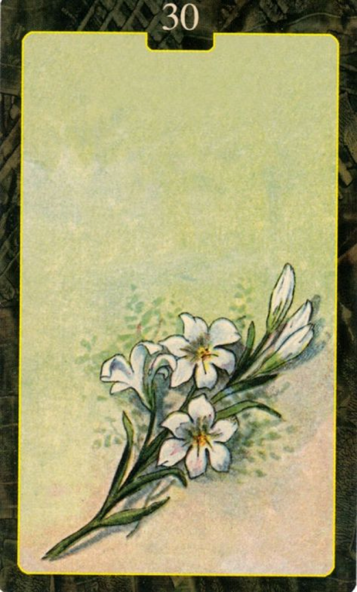  [레노먼드카드배우기]30.Lily 백합 해석 및 의미