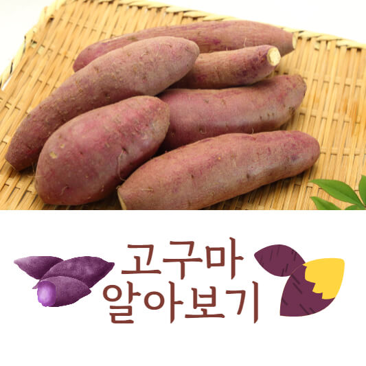 고구마