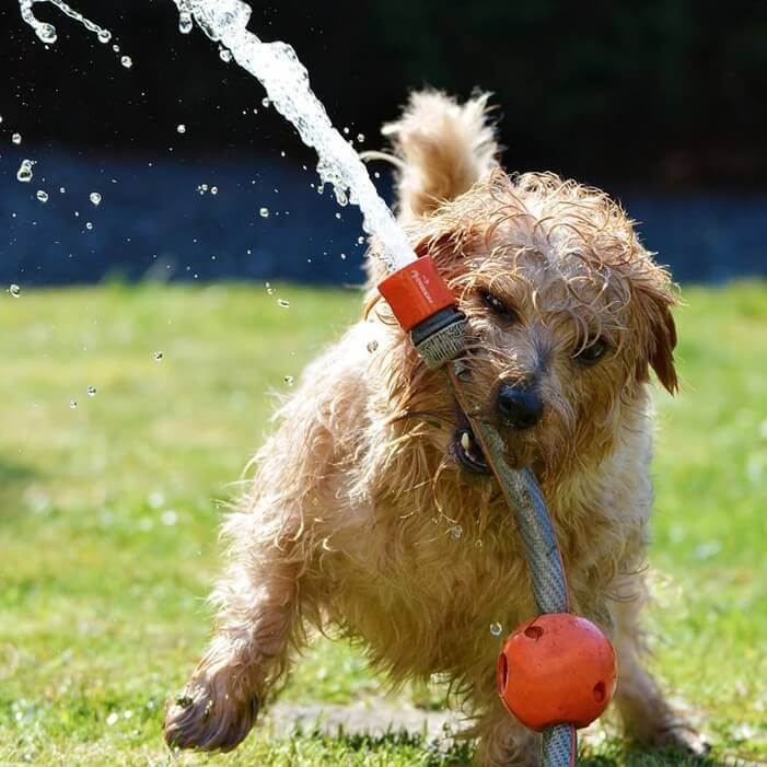 갈색 강아지 한마리가 잔디밭에서 물이 나오는 호스를 가지고 놀고 있는 모습