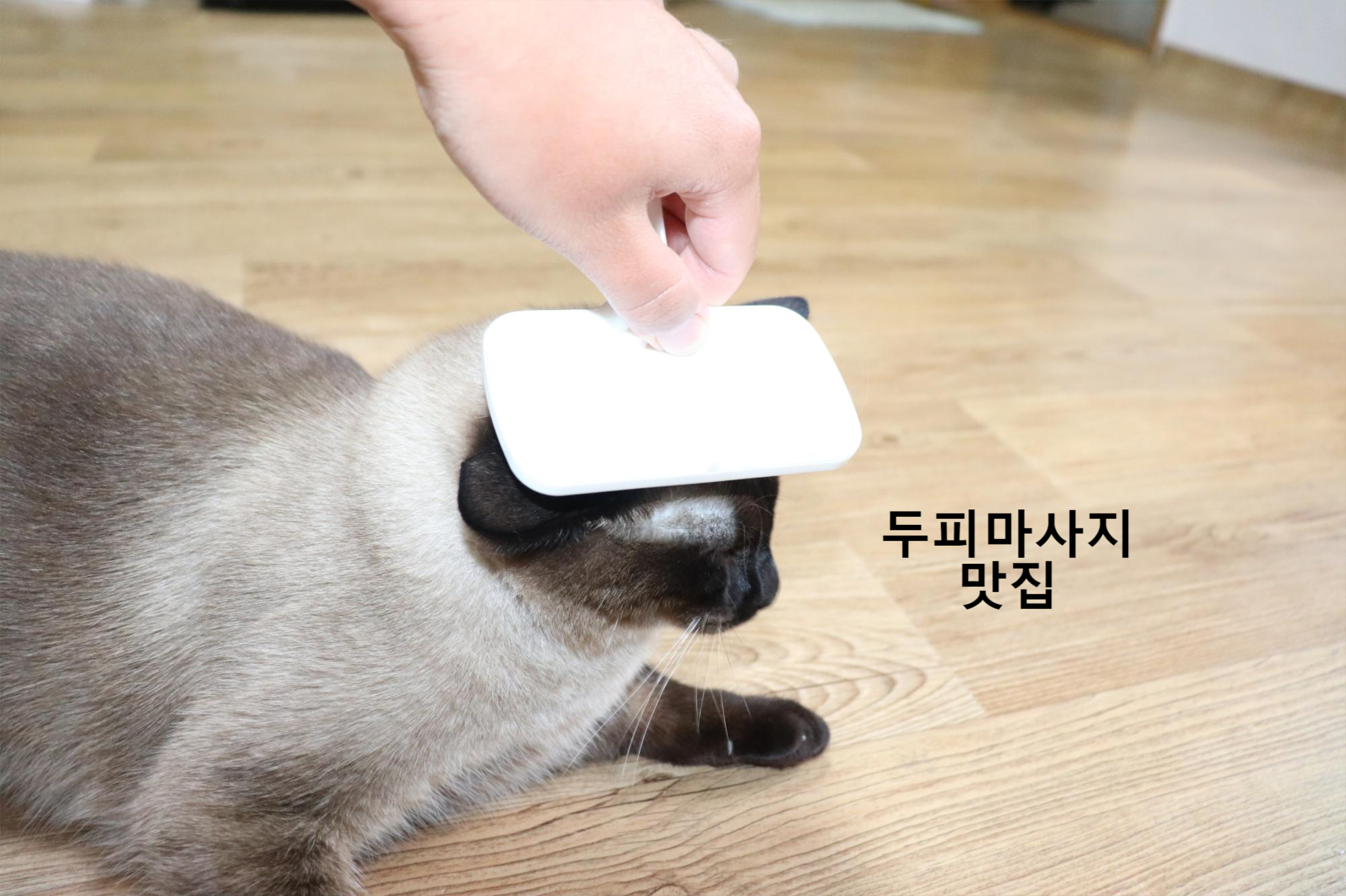  고양이 빗질, 고양이 털, 고양이 털 관리
