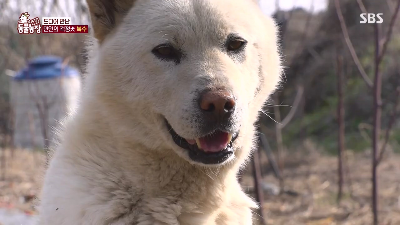 TV 동물농장.E1173.240527p-NEXT.mp4_20240526_155721.775.jpg