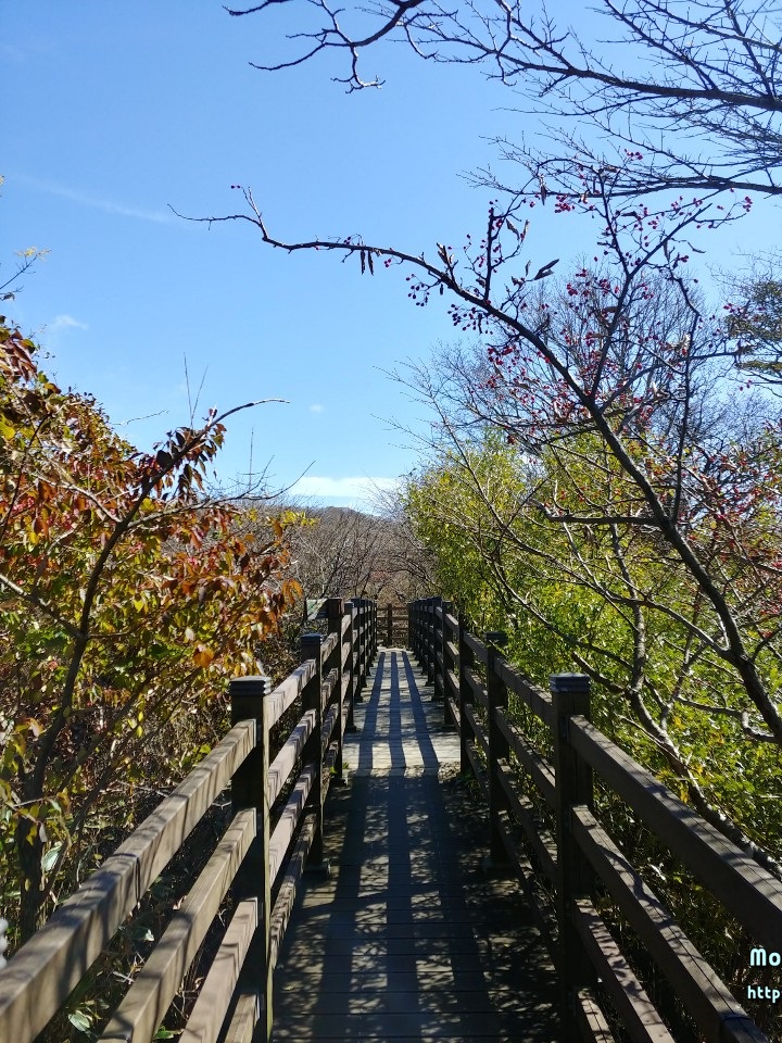 제주도 1100고지