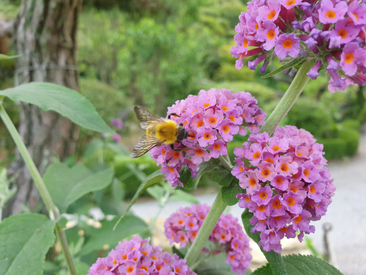 꿀벌과-꽃