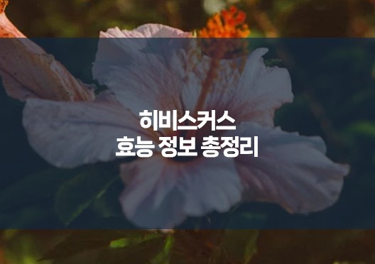 히비스커스 효능 정보 총정리