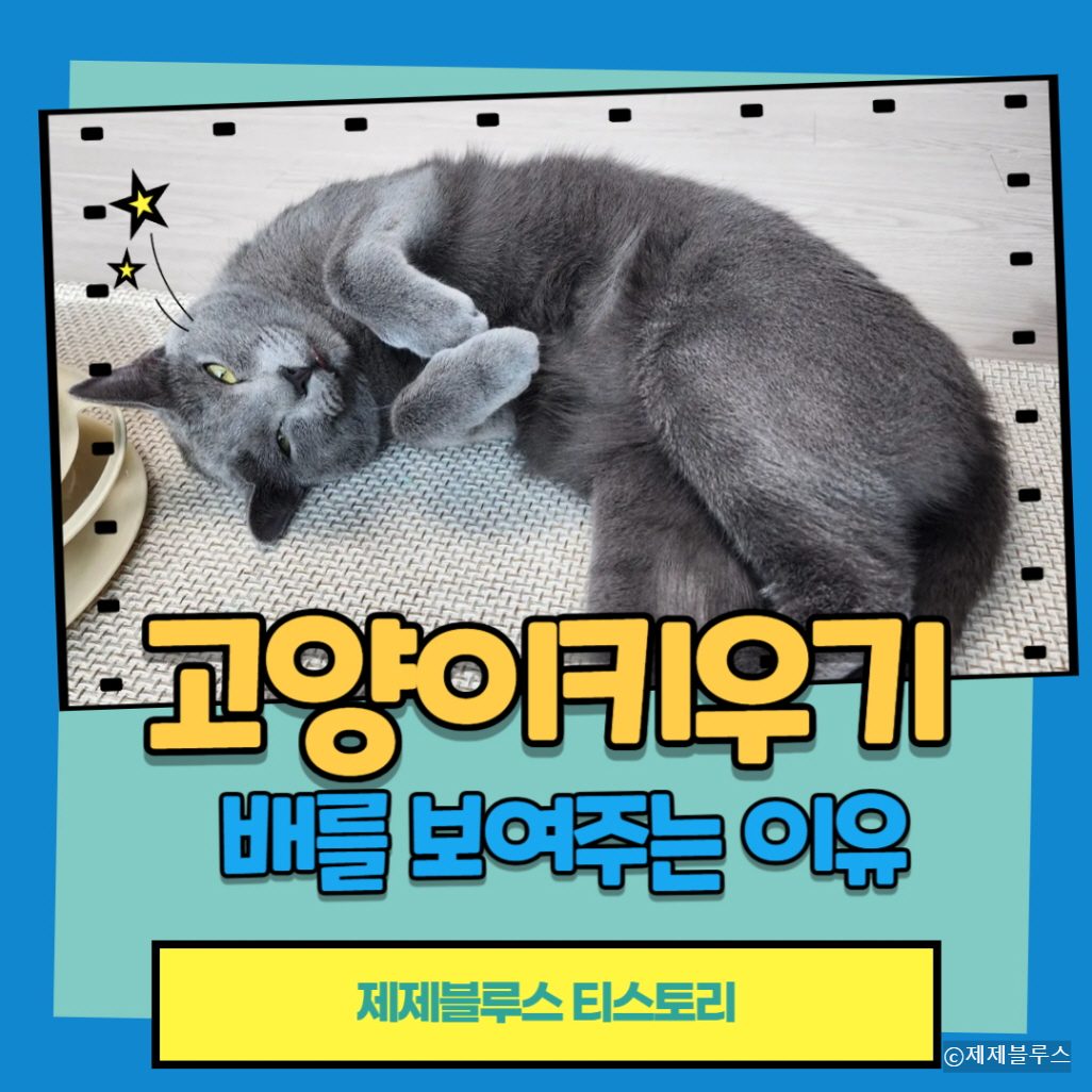 놀아달라는-고양이