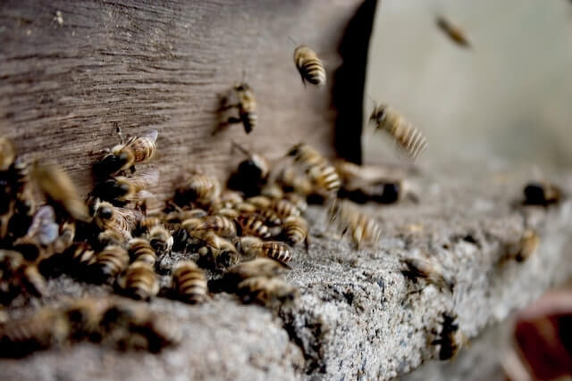 프로폴리스를 만드는 꿀벌