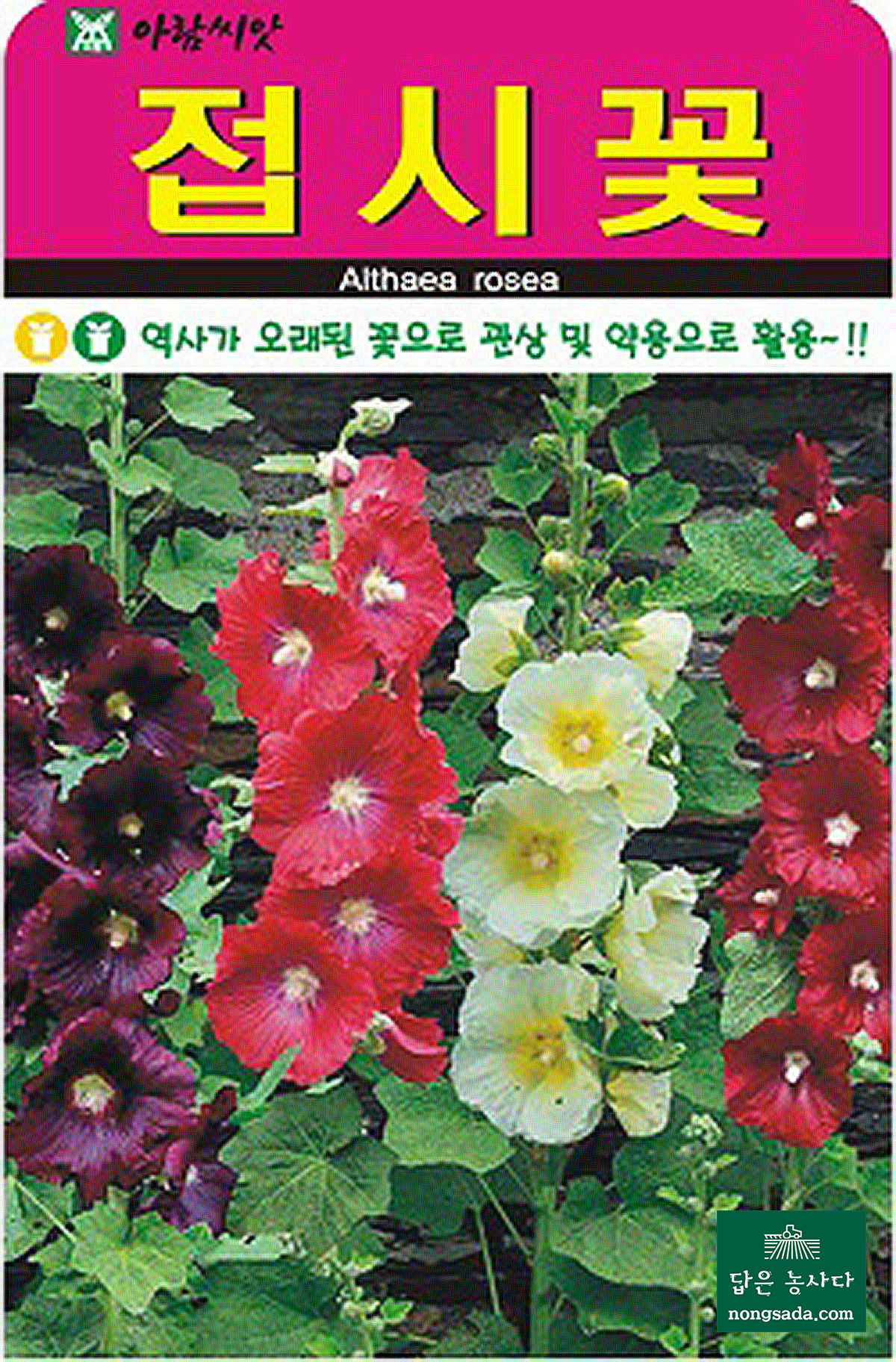 접시꽃 씨앗종자: 이듬해에 화려한 꽃을 피우는 관상용 꽃