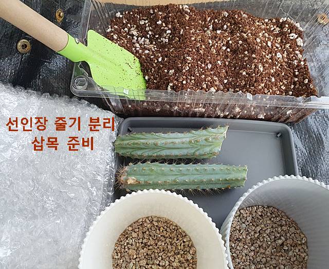 선인장 줄기 분리 삽목 준비