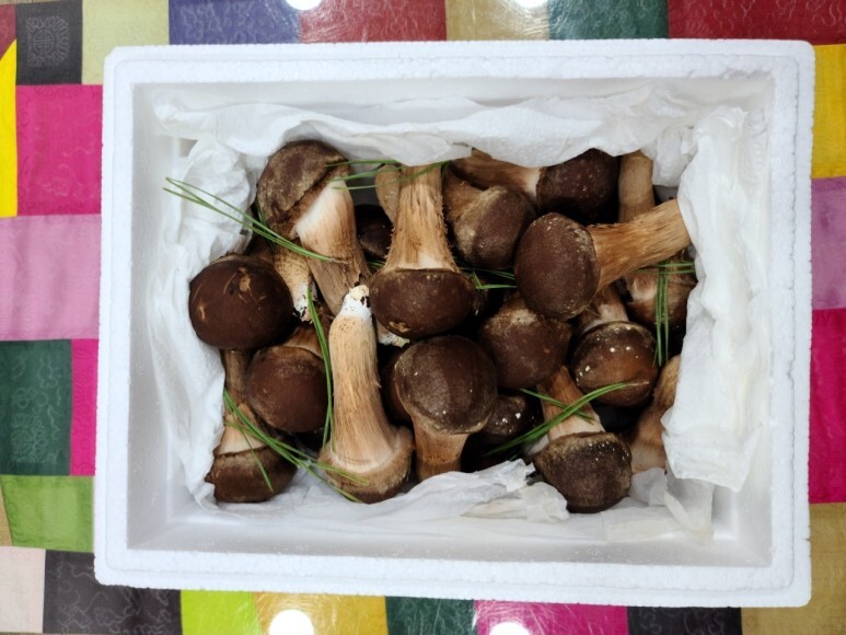  참송이버섯 보관 방법.