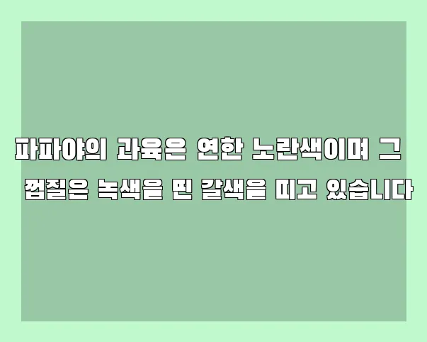 파파야의 과육은 연한 노란색이며 그 껍질은 녹색을 띤 갈색을 띠고 있습니다