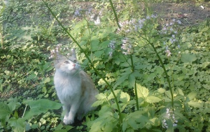 꽃 위의 앉은 나비를 쳐다보고 있는 다른 각도의 고양이 모습