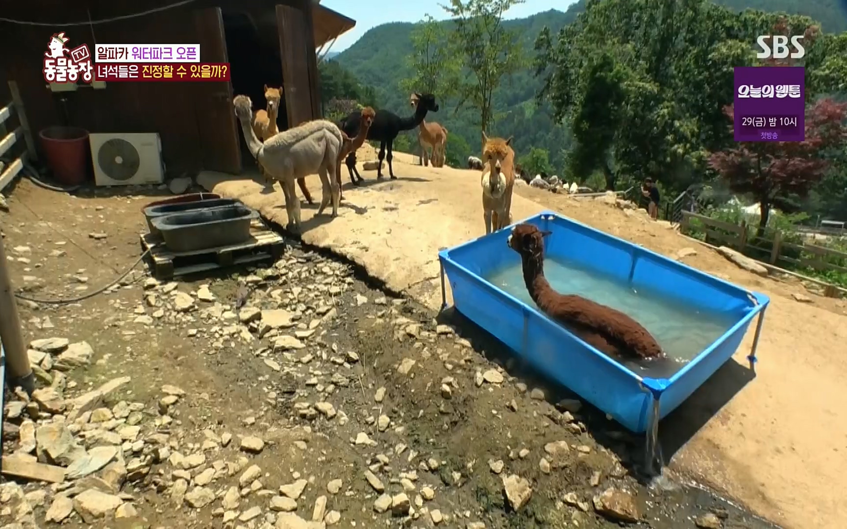 TV 동물농장.E1078.220717p.H264-F1RST.mp4_20220717_151152.837.jpg