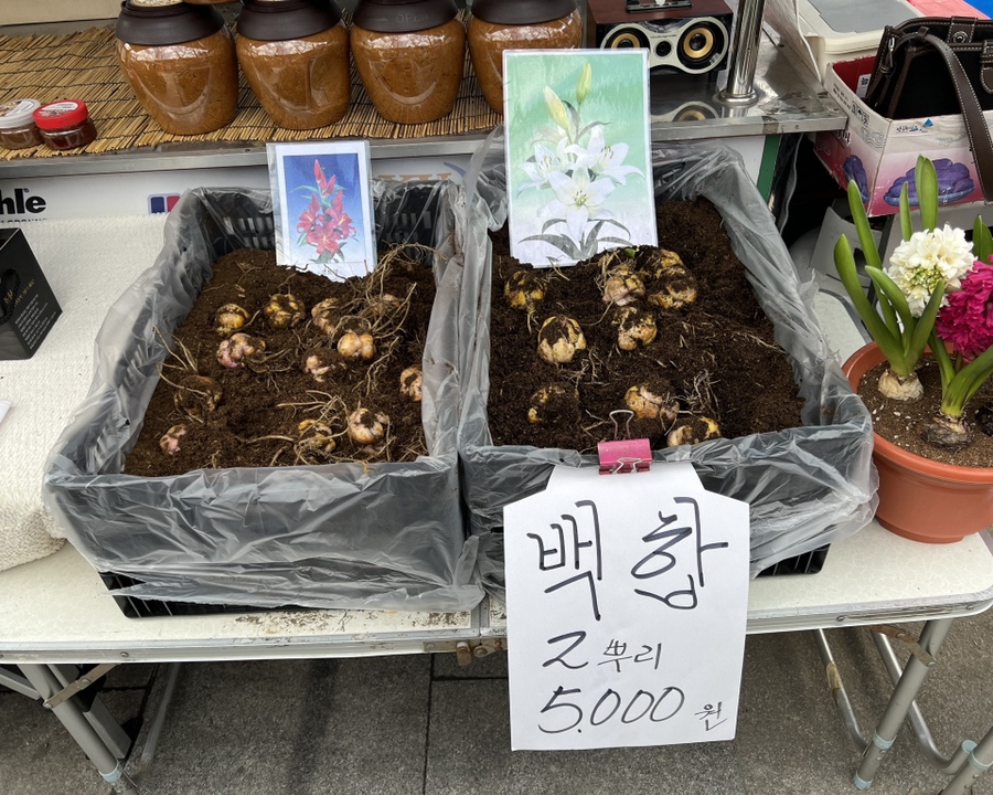 혼자가기좋은 43