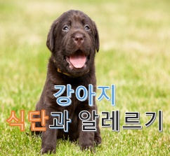  애완견 강아지의 식단과 알레르기