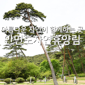 태안 안면도 튤립축제 개화상황
