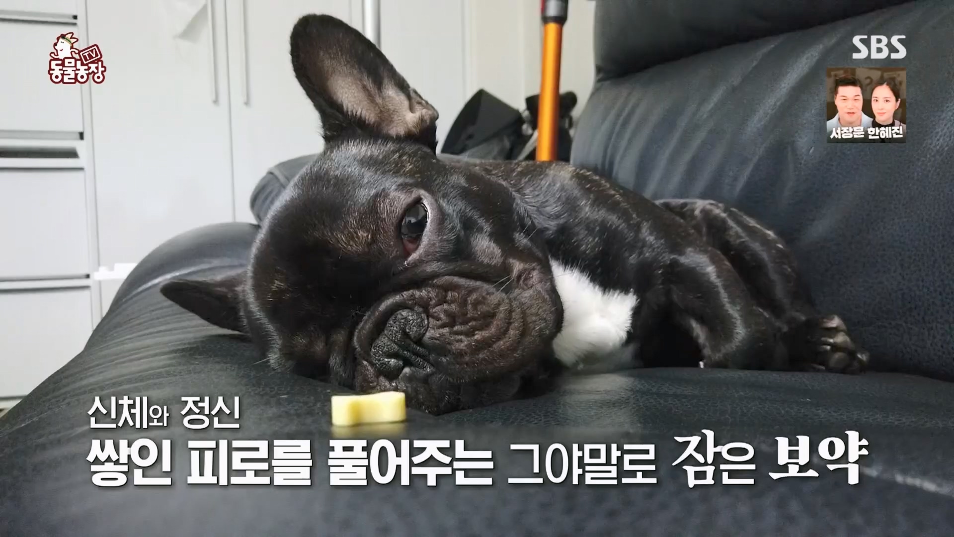 TV 동물농장.E1159.240218p.H264-F1RST.mp4_20240218_165958.174.jpg