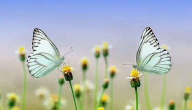  바네스데코 소개