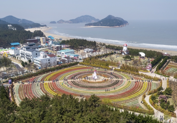 임자도 튤립축제