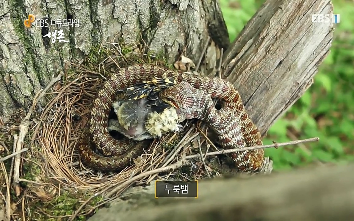 생존 3부_ EBS 다큐프라임_ 220629.avi_20220701_210304.657.jpg