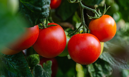 관상동맥질환에 좋은 음식 10가지