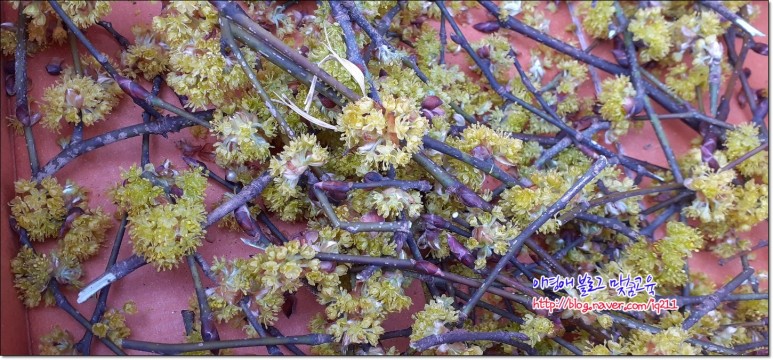 꽃차 효능의 생강나무 4