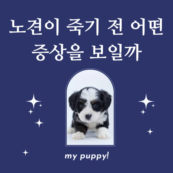노견 죽기전 어떤 증상을 보일까