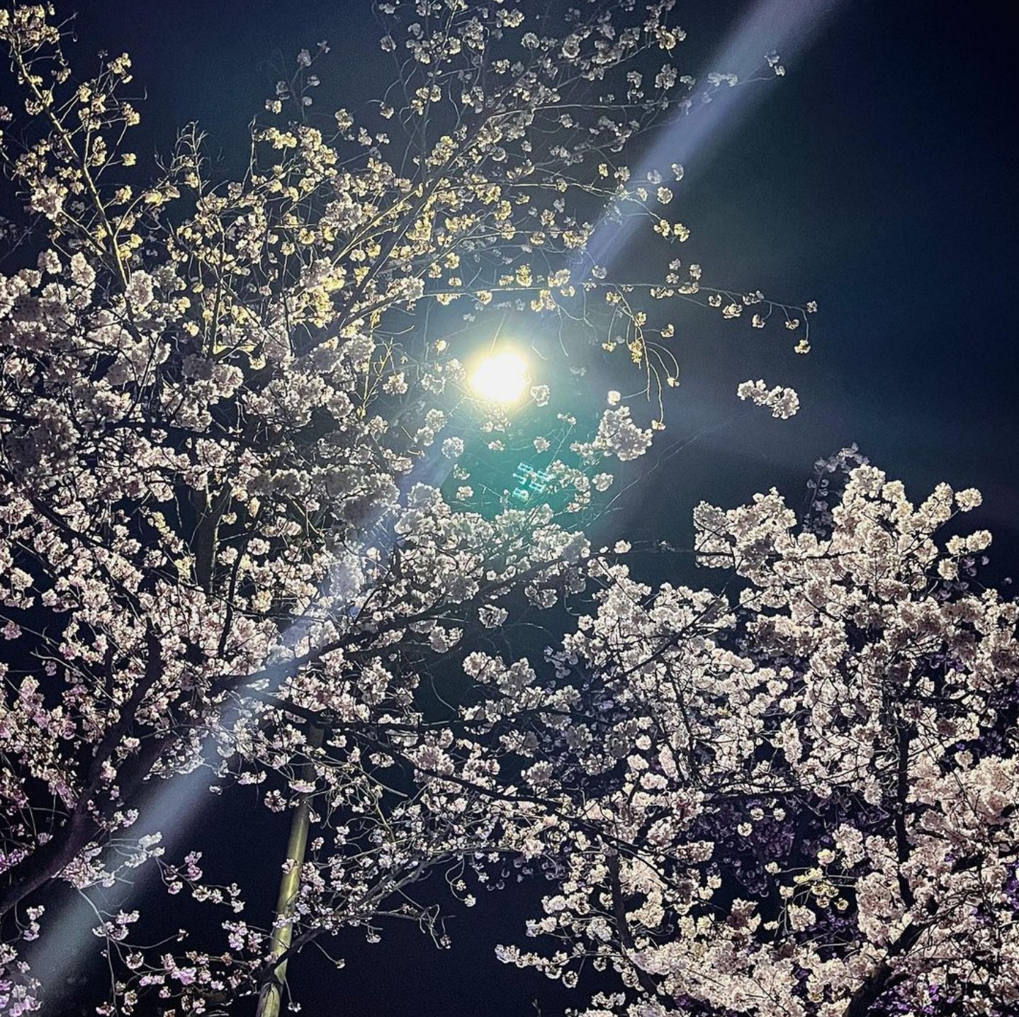 여의도-윤중로-벚꽃-사진