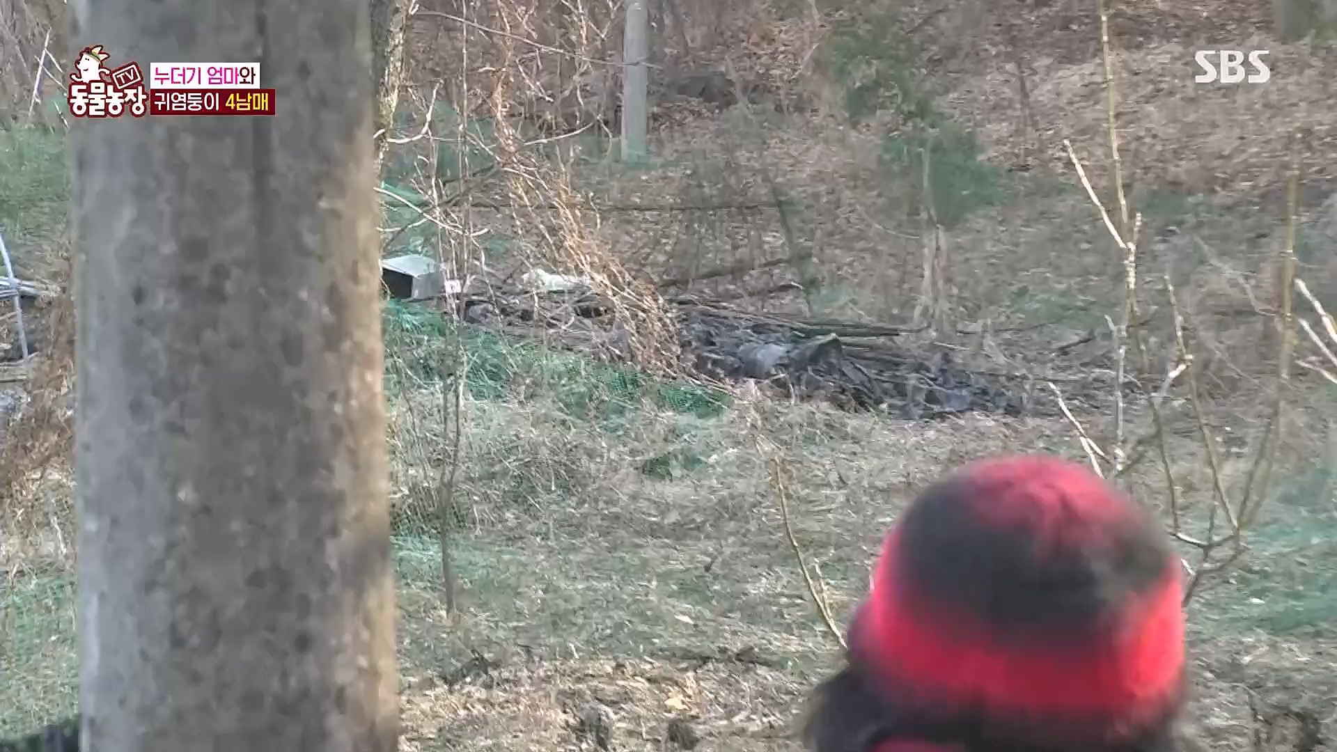 TV 동물농장.E1113.230326p.H264-F1RST.mp4_20230326_172518.806.jpg