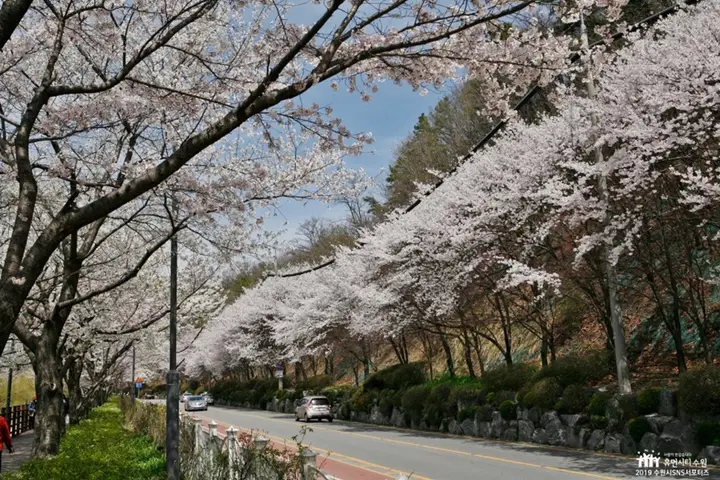 벗꽃이 만개한 광교마루 산책길