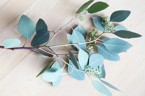  유칼립투스 글로불루스 오일 (Eucalyptus globulus oil) 는 어떤 효능이 있을까?