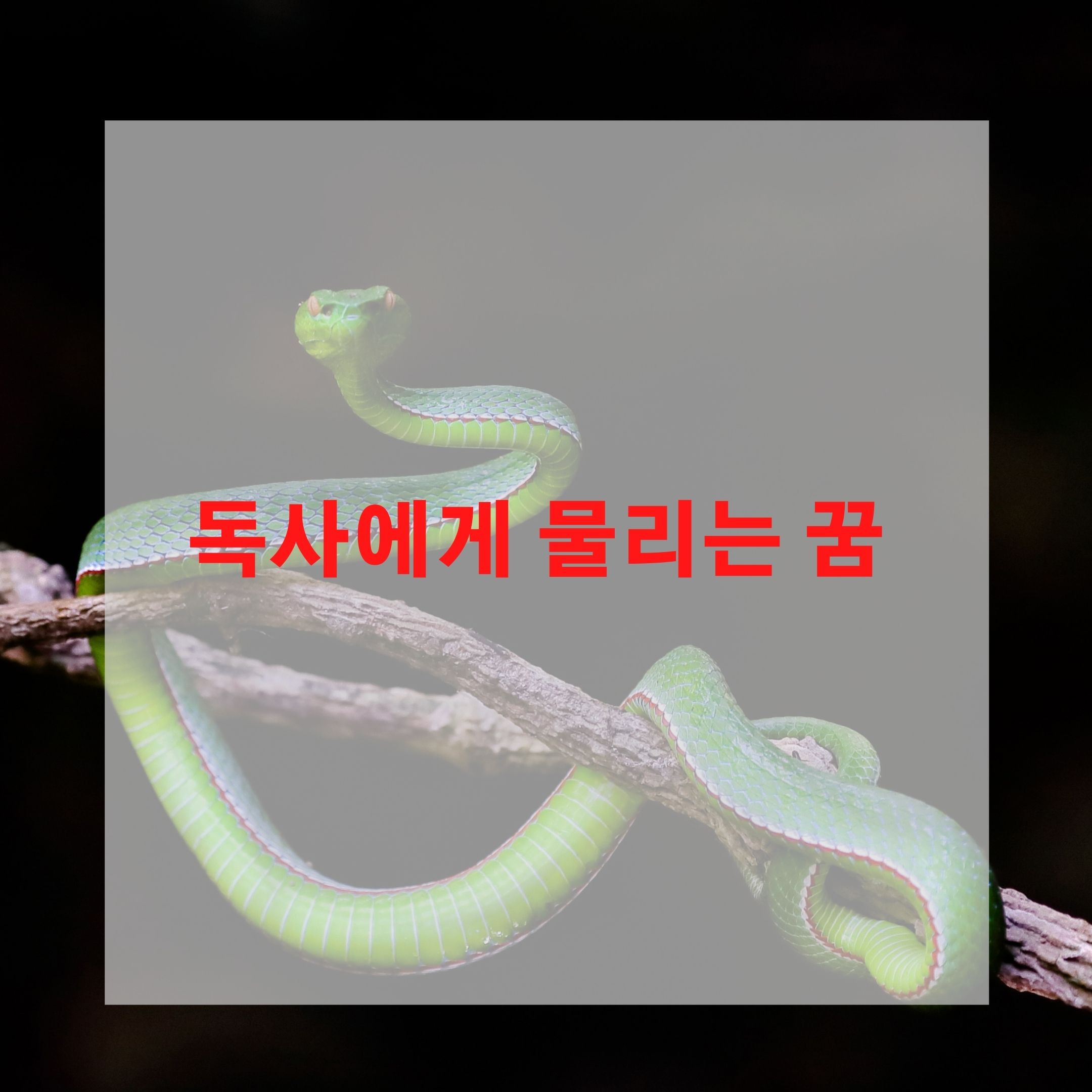  독사에게 물리는 꿈 해몽