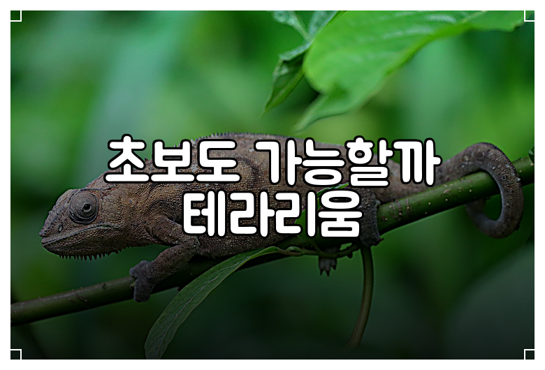 초보도 가능할까 테라리움