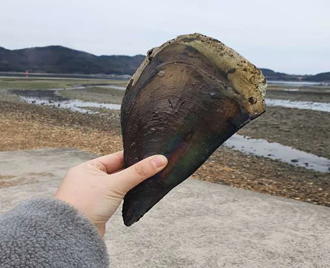 꽃내갯벌체험장