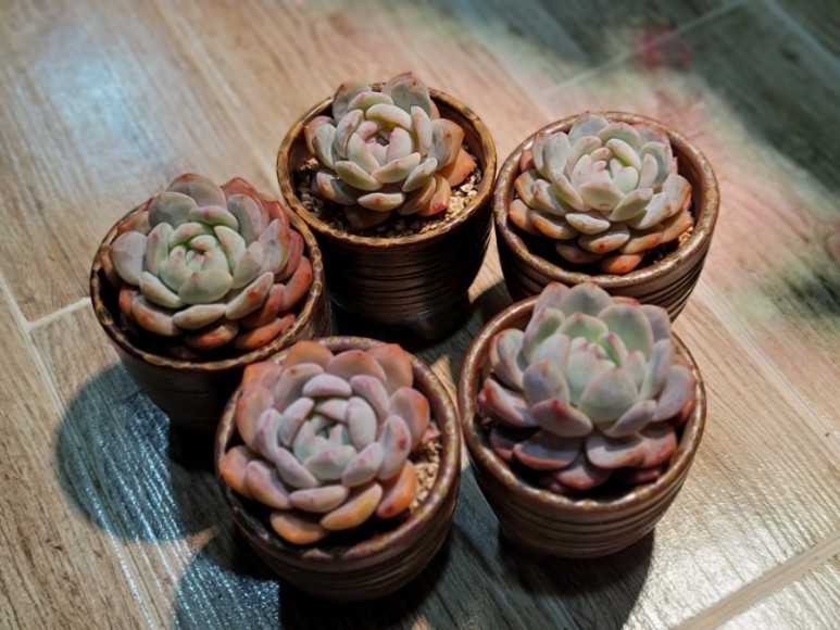 오렌지 먼로 겨울 염소 여름잎 정리 다육 식물 키우는 법 종류명, 23