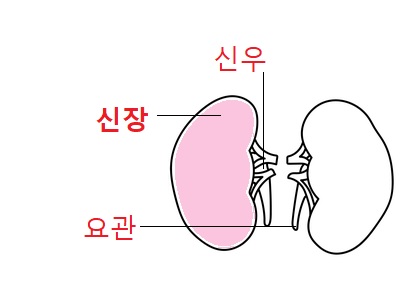 신장-신우