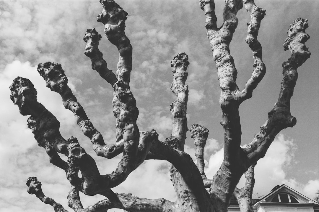 Pruning