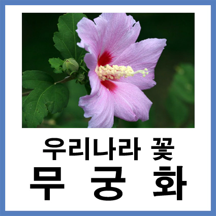 우리나라-꽃-무궁화